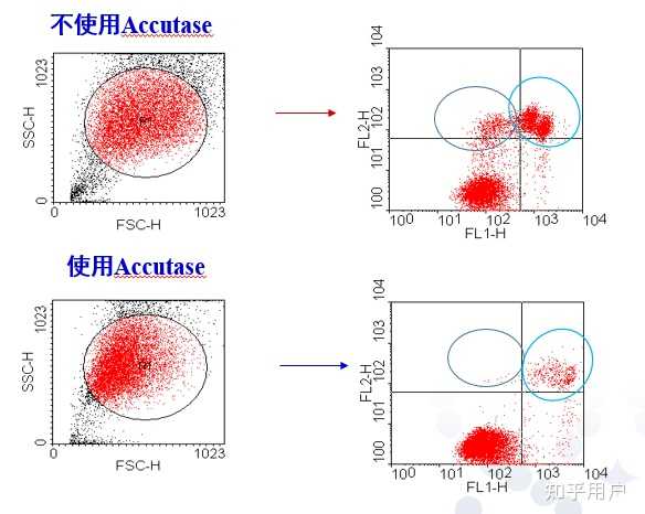 你了解细胞凋亡及其检测的要点吗？ - 知乎