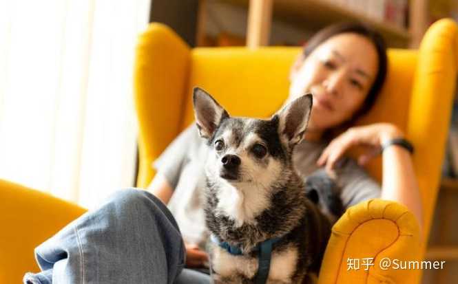 吉娃娃有哪些方面的弱点 知乎