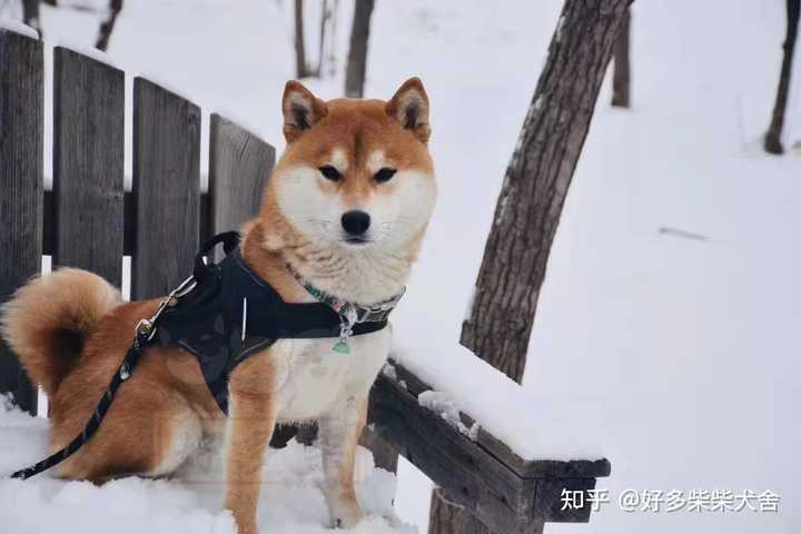 柴犬大约能长到多少斤 知乎