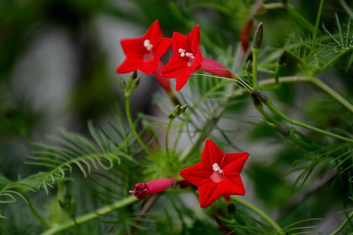 如何diy一款茑萝 藤本 的铁艺花架 知乎