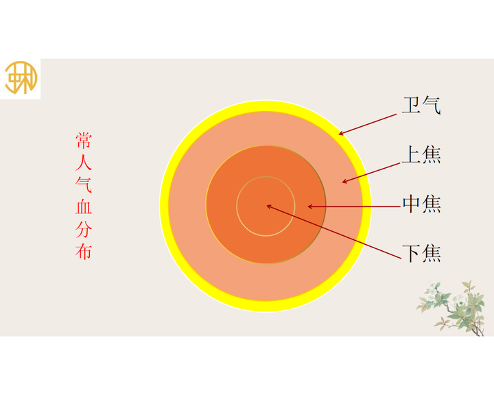 气血分布的奥秘 - 知乎