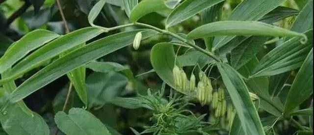 黄精的作用、功效 - 知乎