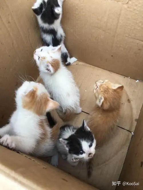如何杜绝“血猫”这种事情发生? - 知乎