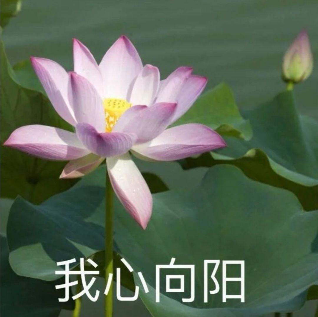 有哪些适合中年人用的头像? - 知乎