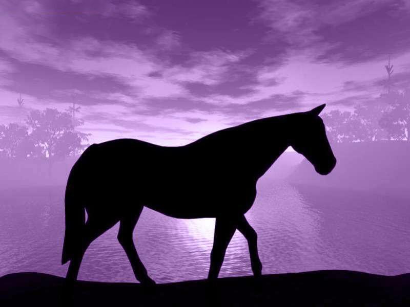 紫色背景和黑马的图? - 知乎