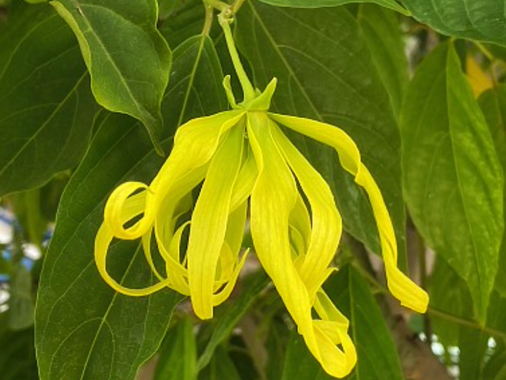 U牌:植物口红成分分析 依兰花油的作用是什么 - 知乎