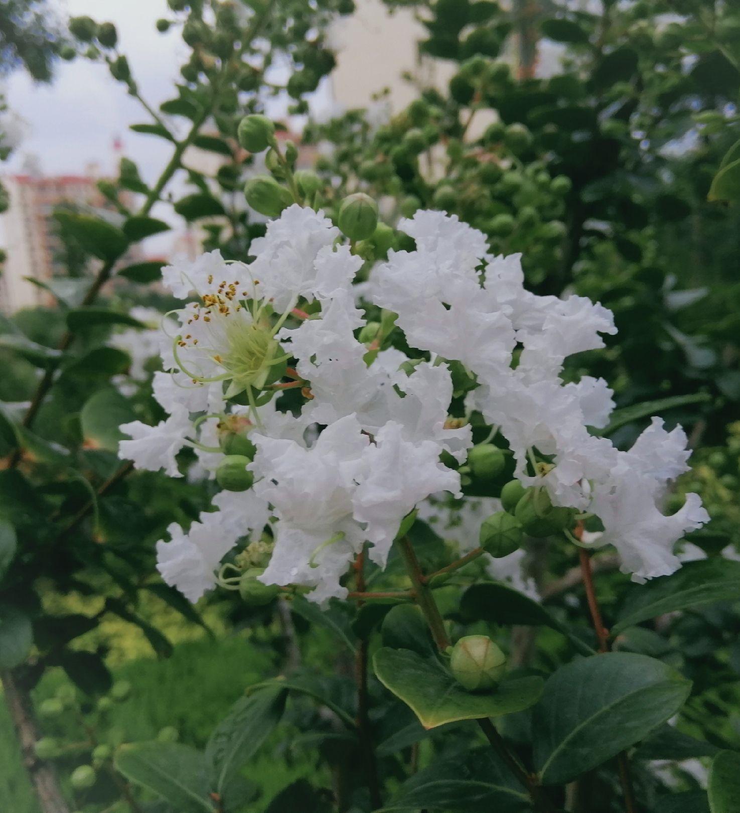 哪些图片是可以让60后父母满意的微信头像