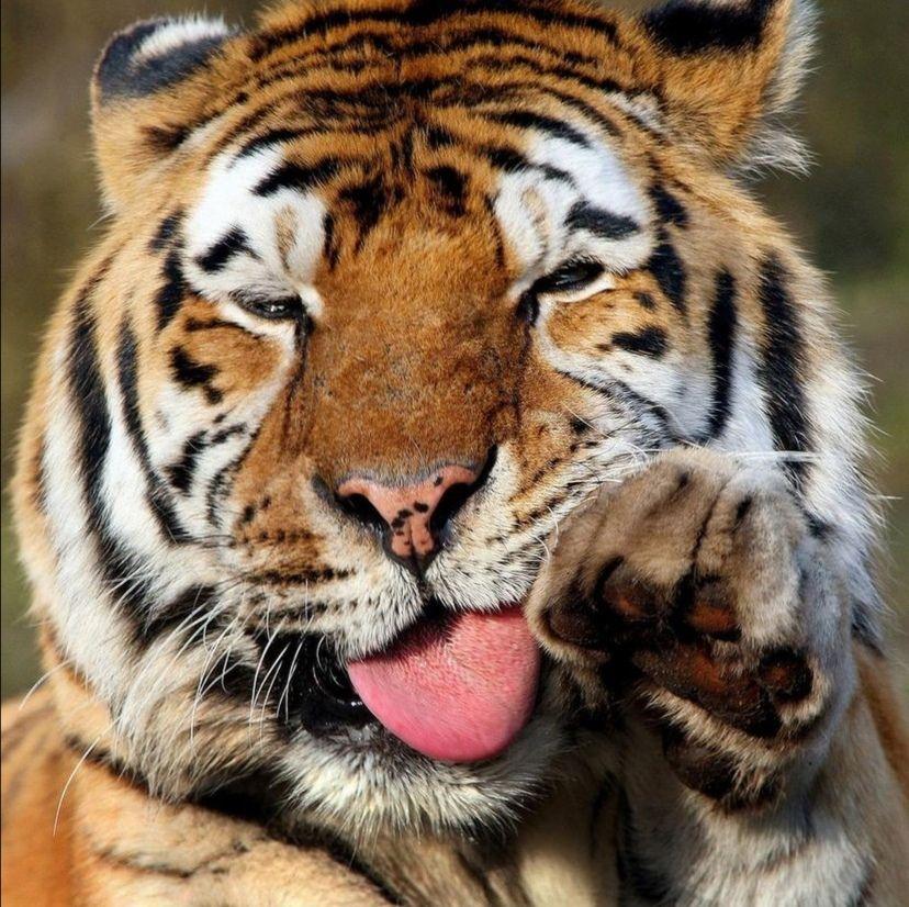 最近很火的老虎表情包图片
