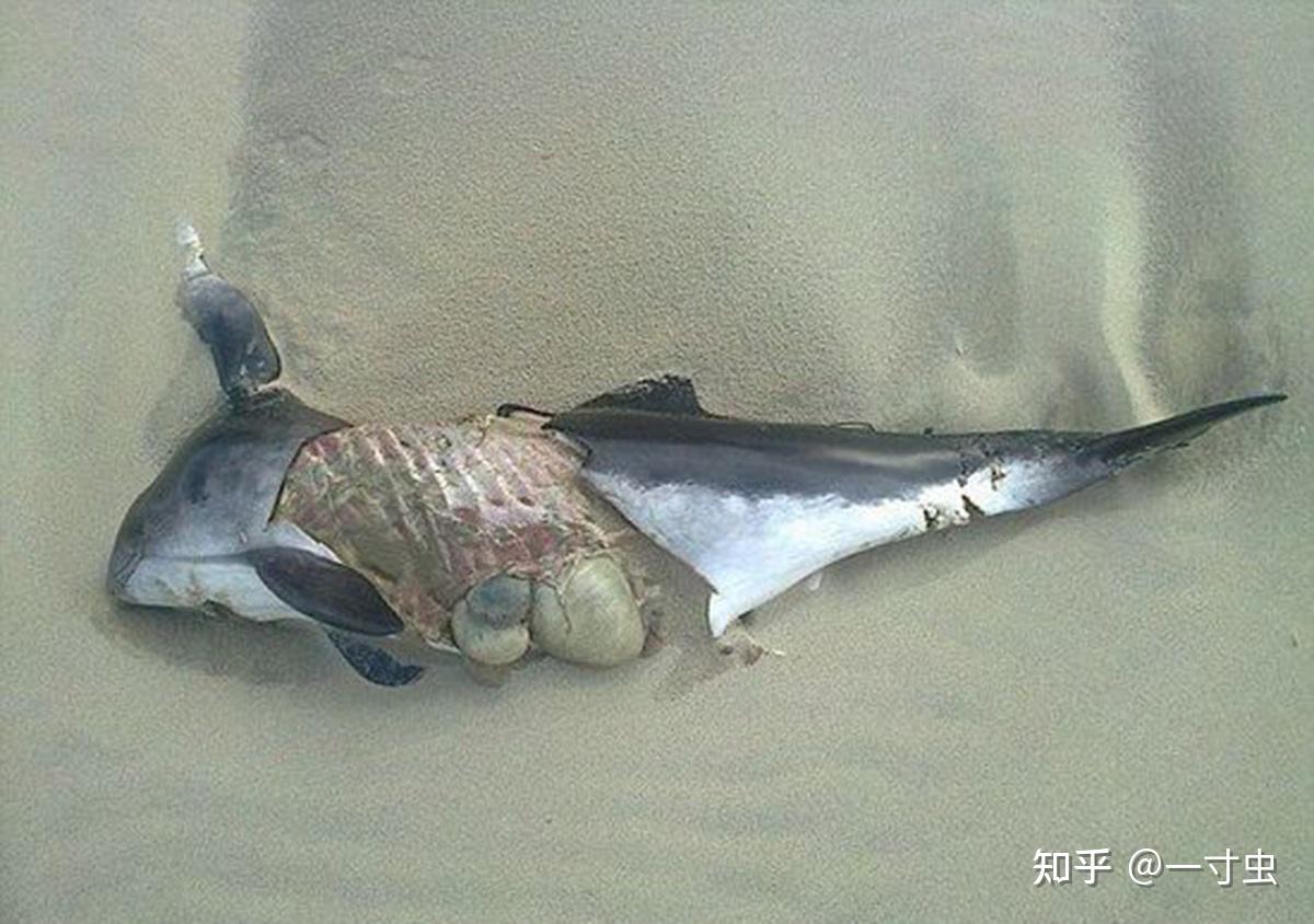 中华白海豚迷路误入东江后死亡 它们的尸体将被制作成标本进行展示|中华|白海豚-社会资讯-川北在线