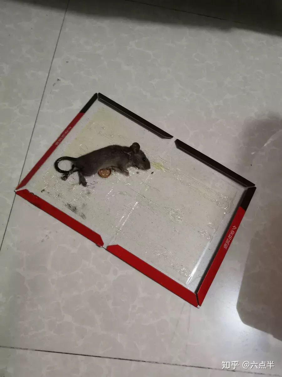 家里有老鼠怎么办怎么解决掉