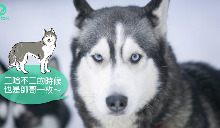 大型犬品种大全带图受欢迎 知乎