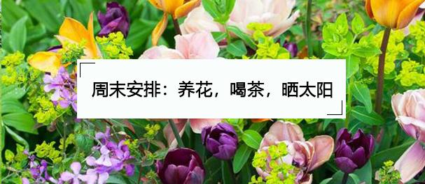 40种春夏植物参考 让你的花园更美些 知乎 40种春夏植物参考 让你的花园更美些 知乎