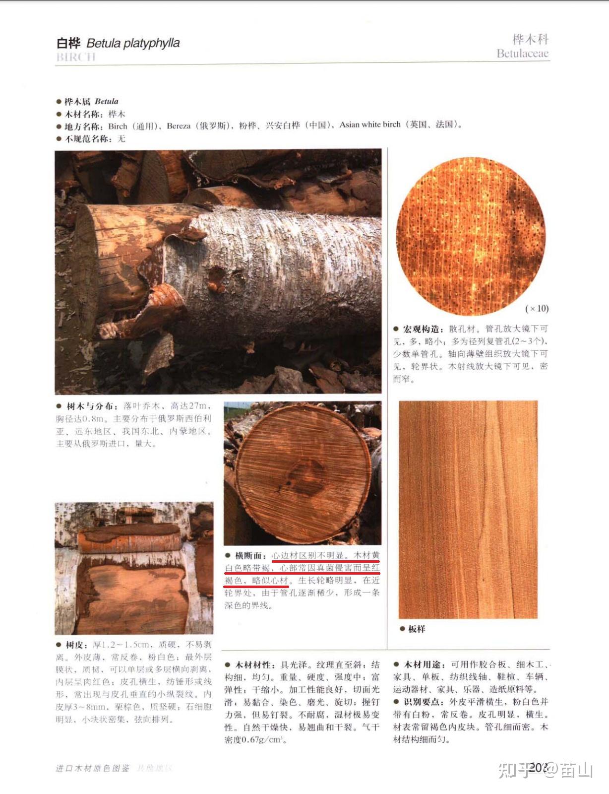 白桦(Betula platyphylla)如何区分心材和边材? - 知乎