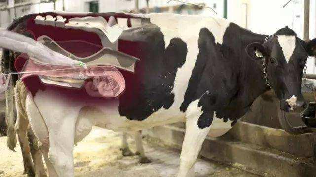 母牛临产尾部凹陷图片图片