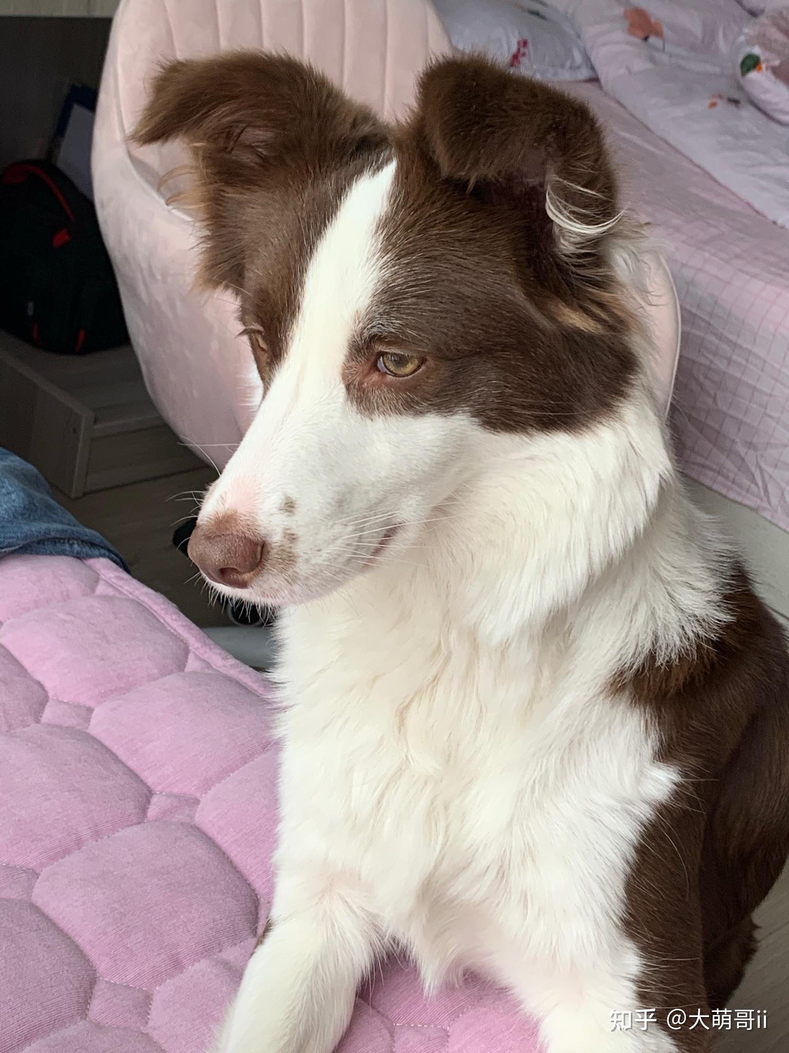 边牧什么颜色最好看