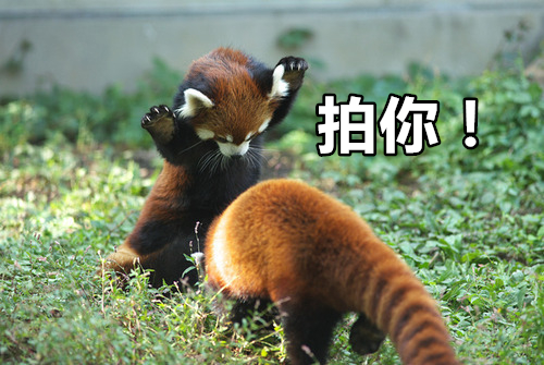 睡姿奇特 打架时会 站起来 的小熊猫 就问你怕不怕 知乎