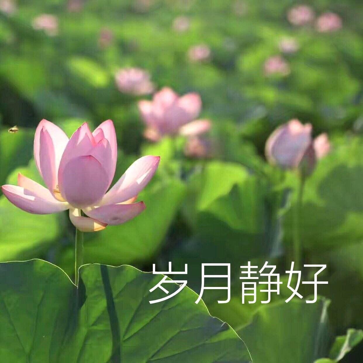 有哪些适合中年人用的头像? - 知乎