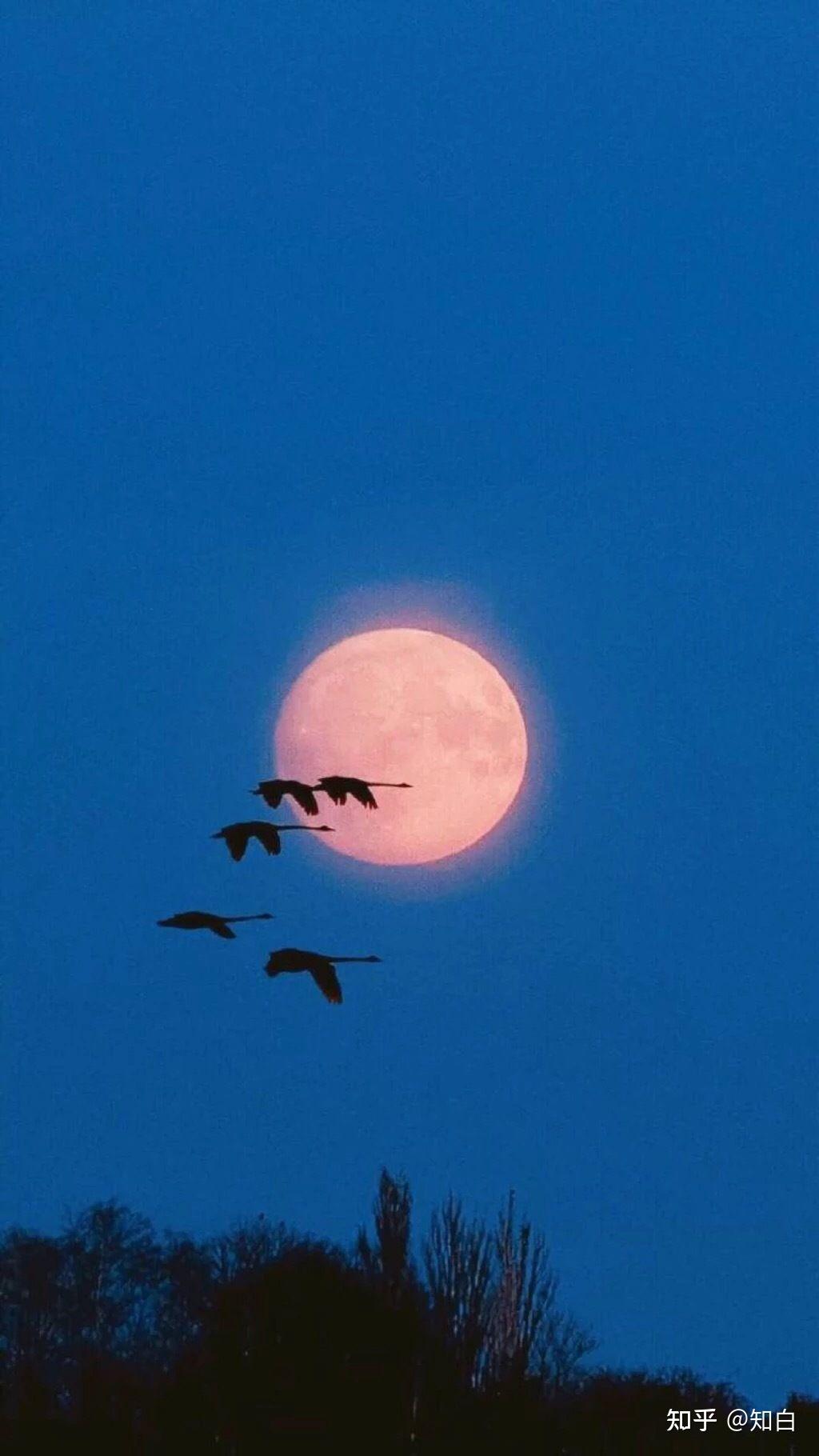 有哪些关于月亮的微信背景图