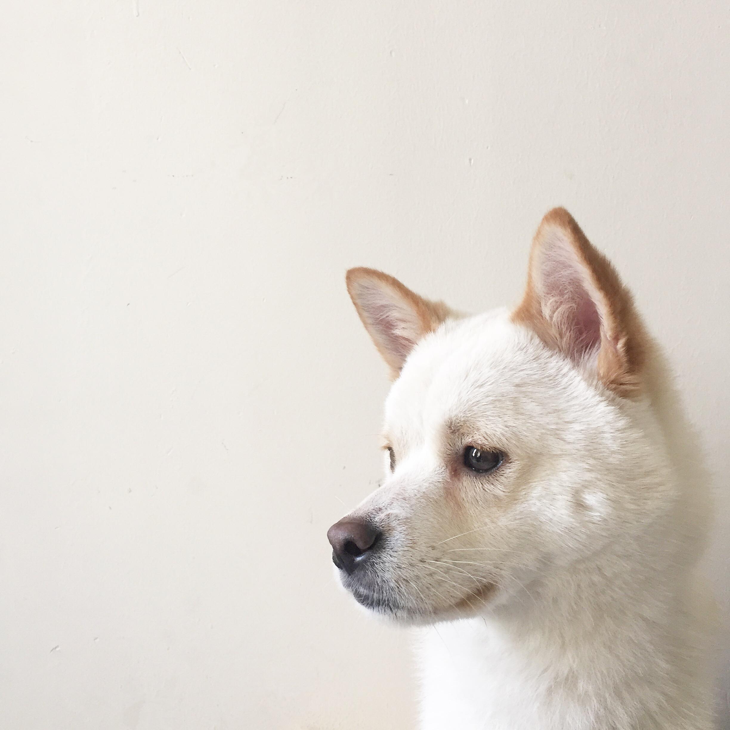求鉴定:两次被遗弃的它,到底是白柴还是大中华田园犬 - 知乎