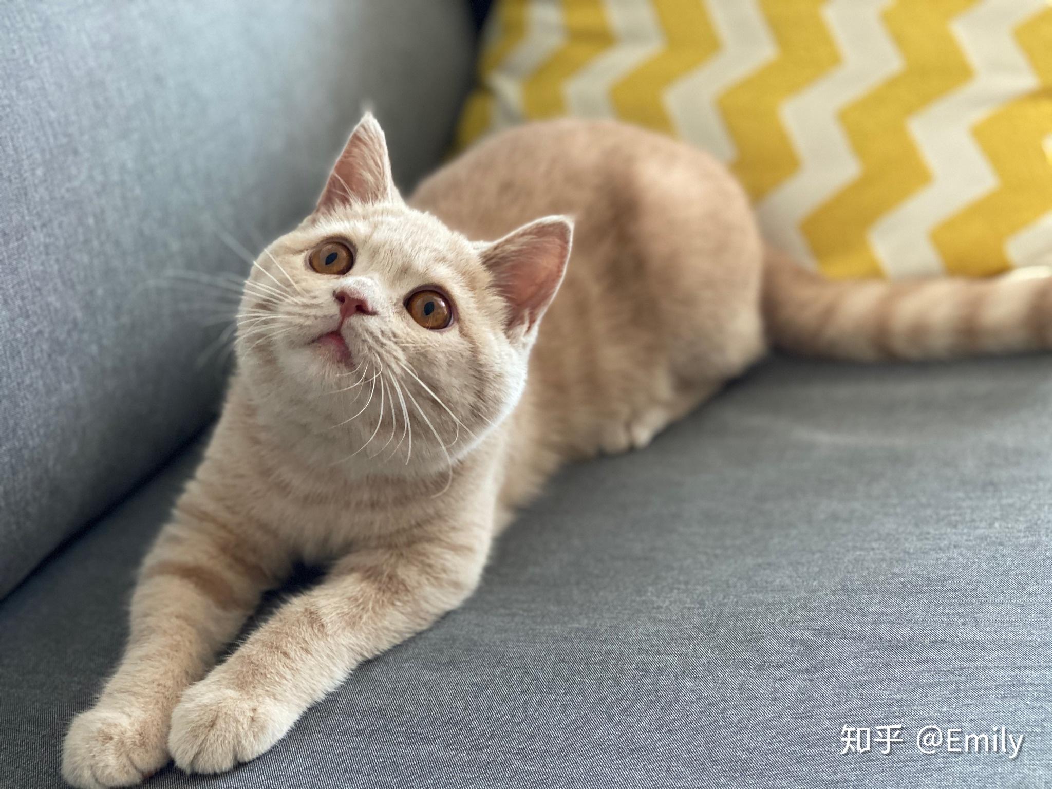 养一只稀有乳色英短是怎样的体验