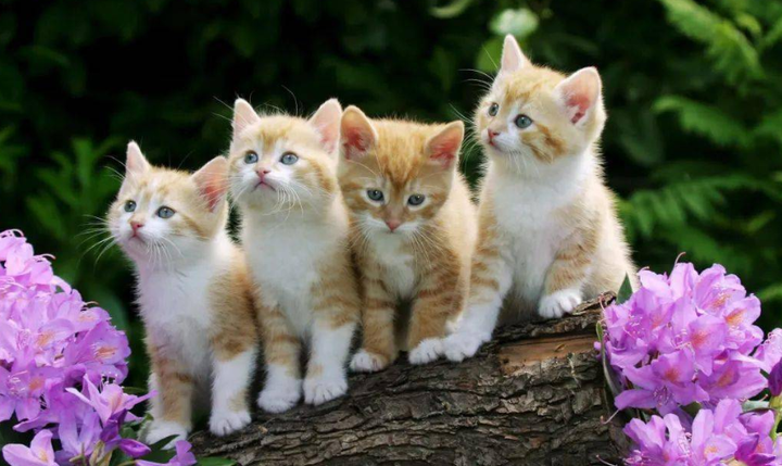 猫の黄疸