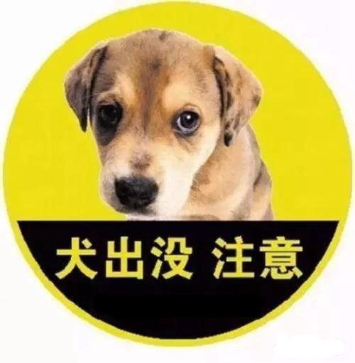 家有乖乖狗 04 在幼犬阶段建立主人权威 知乎