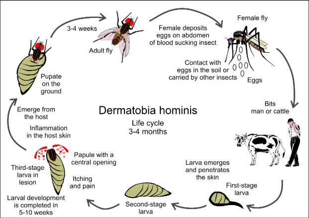 有哪些能轻松穿透人类真皮层的小生物? - 知乎
