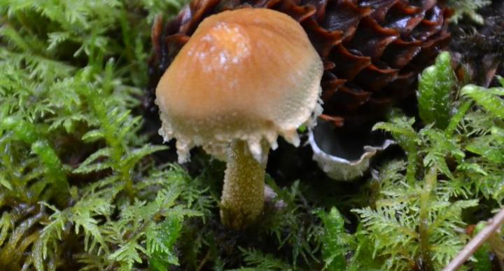 菇迹——黄絮鳞鹅膏菌 - 知乎