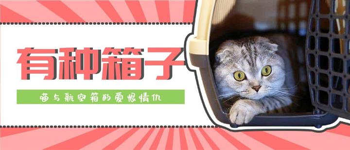 如何能不经历惨绝人寰的搏斗 就让猫咪顺利进入航空箱 知乎