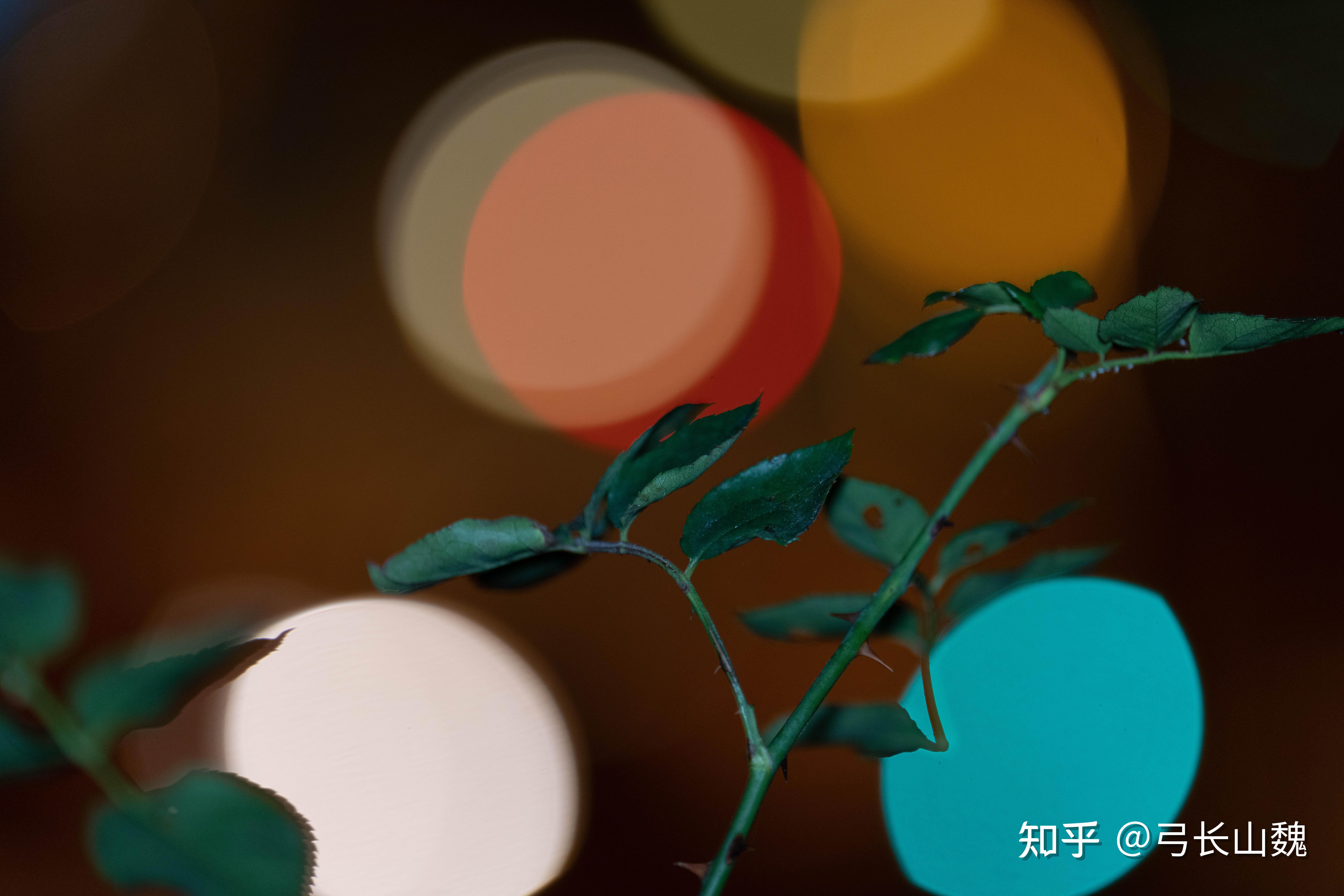 SONY鏡頭收購