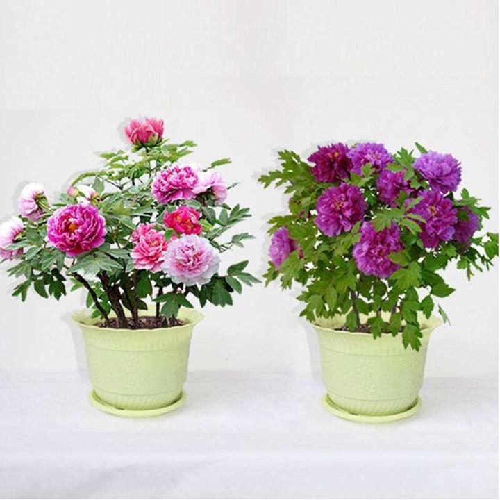 盆栽牡丹怎么种 家庭盆栽牡丹种植方法 知乎