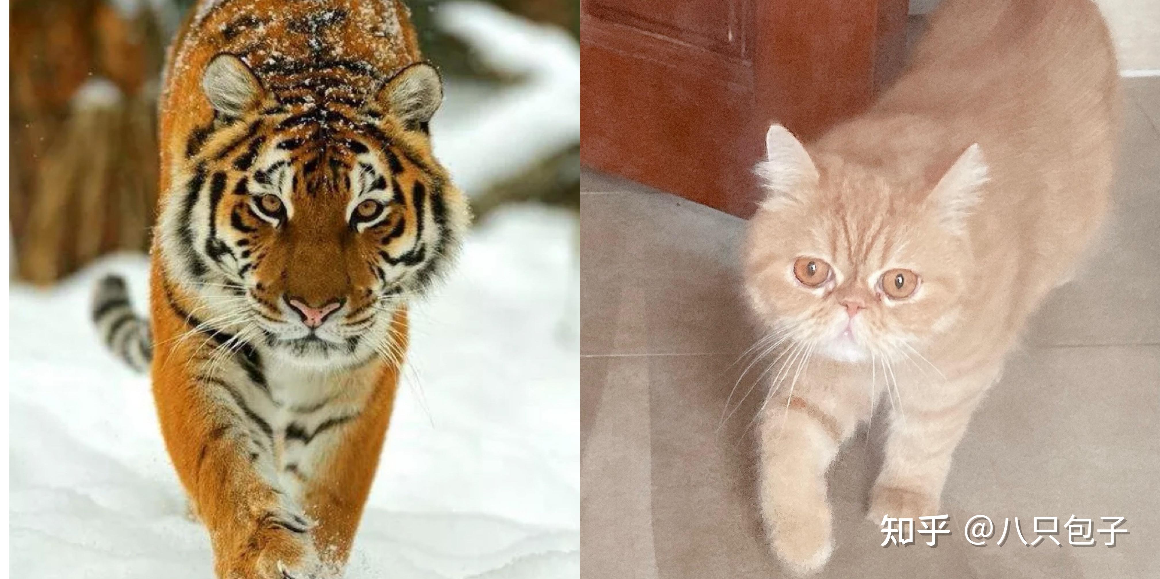 你的猫咪模仿老虎最像的瞬间是什么? - 知乎