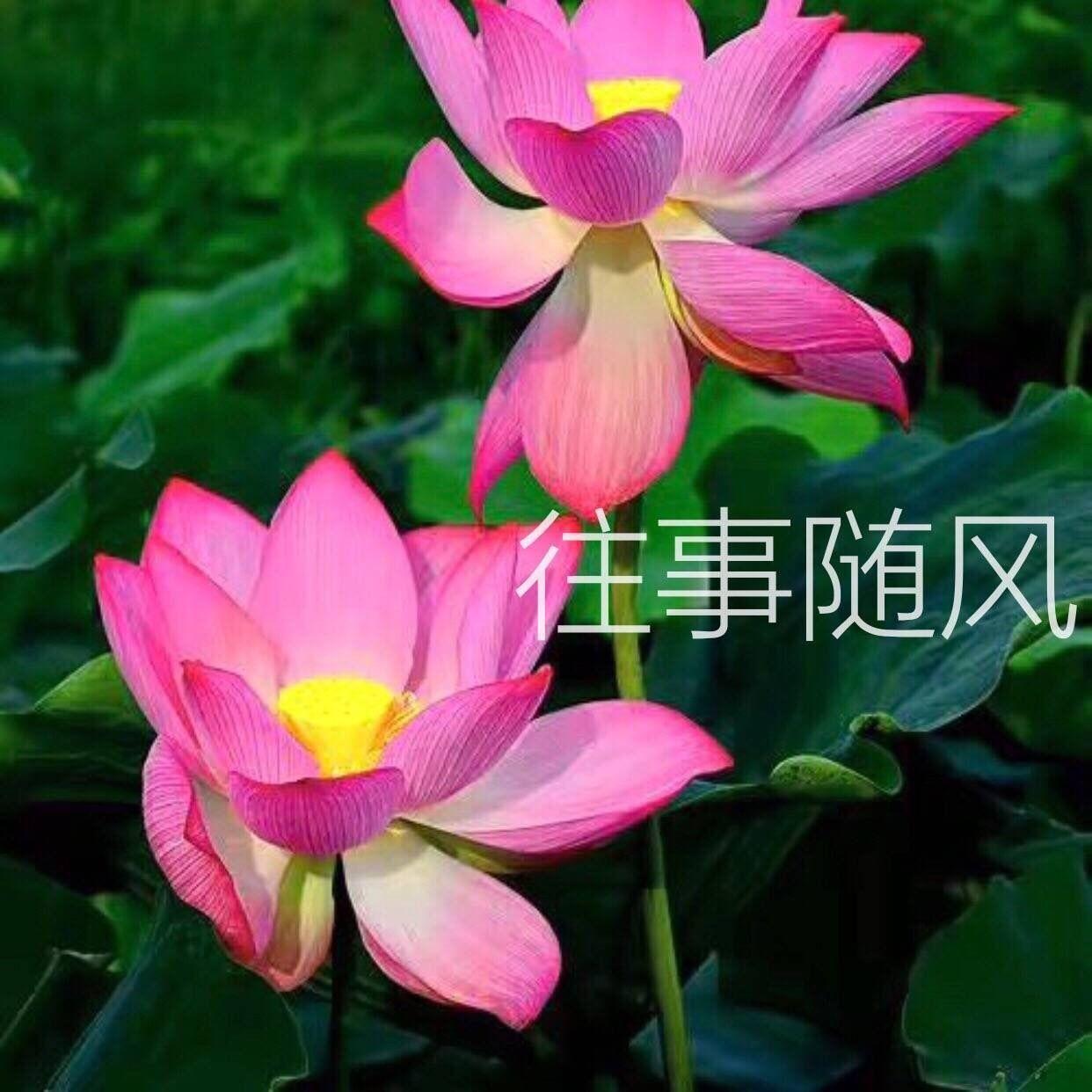 有哪些适合中年人用的头像? - 知乎