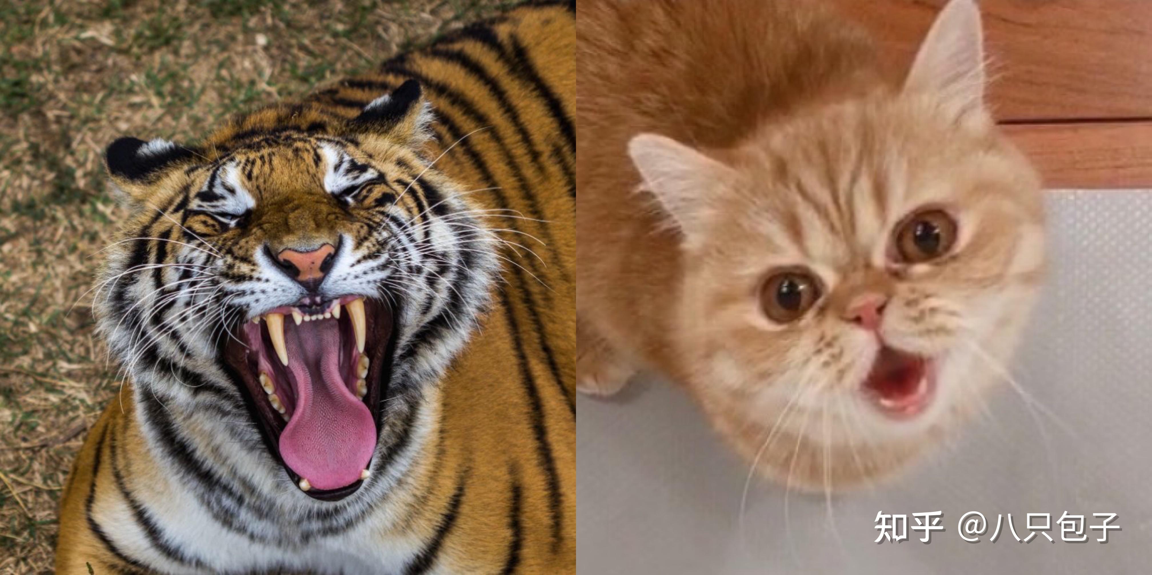 你的猫咪模仿老虎最像的瞬间是什么? - 知乎