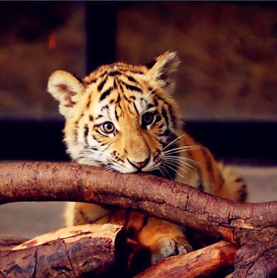 有没有憨憨的老虎头像